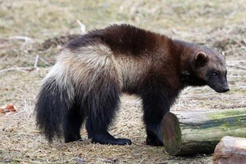 A wolverine - a mustelid like otters, badgers and pine martens