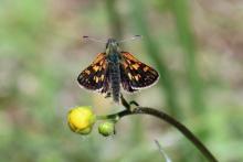 Chequered skipper butterfly in Mingarry