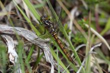 A female keeled skimmer dragonfly