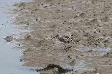 Curlew on the beach