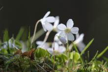 Wood sorrel growing on an old black house wall