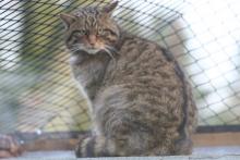 A wildcat in a captive breeding programme at Twycross Zoo
