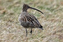 Curlew are sometimes heard at Mingarry Lodges