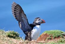 A trip to see the puffins is an unforgettable experience