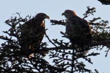 A pair of white tailed eagles near Loch Shiel