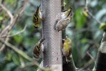 Siskins on one of the bird feeders close by the Lodges