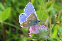 Common blue butterfly at Mingarry Lodges