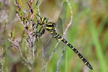 Golden ringed dragonfly at Mingarry Lodges