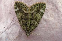 Red green carpet moth.  Come and join us moth traping at Mingarry Lodges