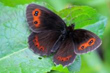 Scotch argus butterfly on the wing in late summer at Mingarry Lodges