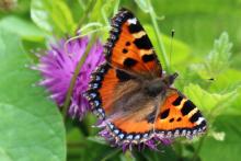 Small tortoiseshell butterfly at Mingarry Lodges