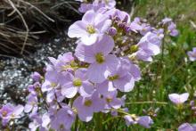 Cuckoo flower is the food plant of the Orange tip butterfly caterpillar