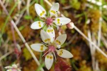 Starry saxifrage, part of the Scottish alpine flora