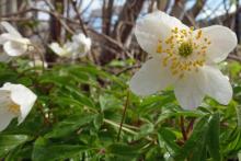 Wood anemone grow in the woodlands behind Mingarry Lodges