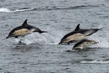 Common dolphins seen from the ferry to The Small Isles