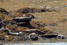 Common seals and an otter on Loch Sunart
