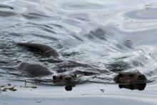 Otters can often be seen swimming in the local sea lochs