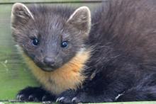Mingarry Lodges is a great place for close encounters with pine martens