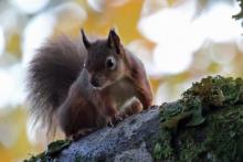 Red squirrels are regulary seen at Mingarry Lodges