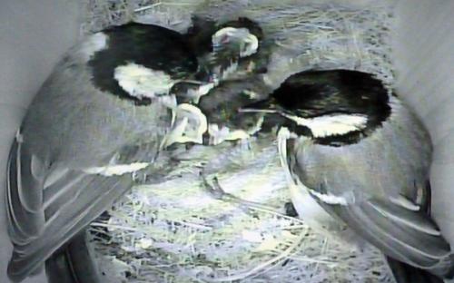 The two adult great tits feeding their four chicks - 20th June