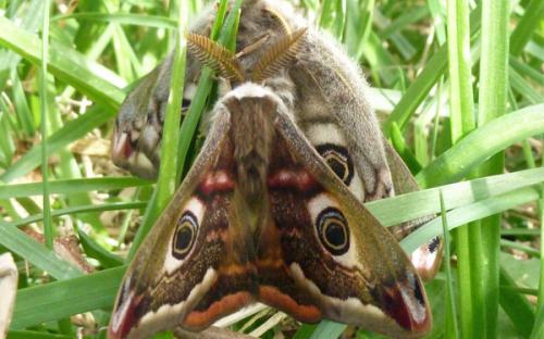 Male and female emperor moths together