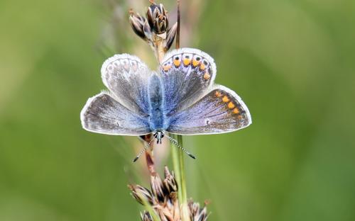 A female common blue butterfly