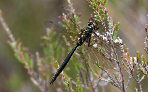 Male northern emerald dragonfly - 23 June 2015