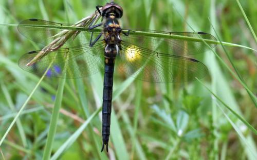 Female northern emerald dragonfly - 23 June 2015