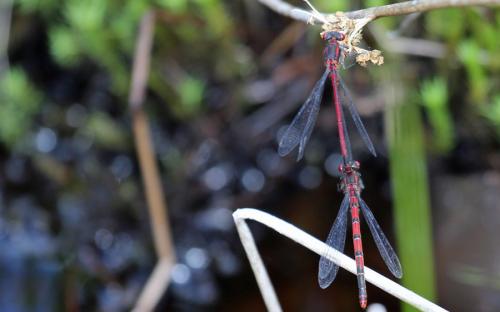 Large red damselfly - 06 July 2015