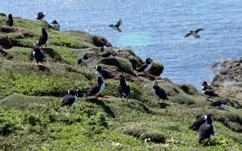 A circus of puffins