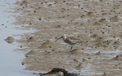 Curlew on the beach