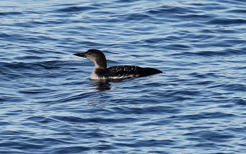 Great norrthern diver seen off the coast by the car park in Mallaig