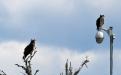 Ospreys at Loch Garten
