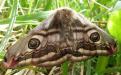 A female emperor moth