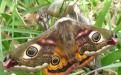 A male emperor moth