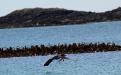 A cormorant flying off with some nesting material