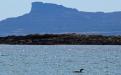 A great northern diver with the Isle of Eigg behind