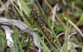 A female keeled skimmer dragonfly