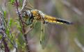 Four-spotted chaser - 23 June 2015