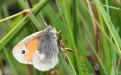 Small heath butterfly - 01 July 2015