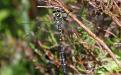 Golden ringed dragonfly - 06 July 2015