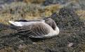 Grey lag goose - taking a nap, or is it...
