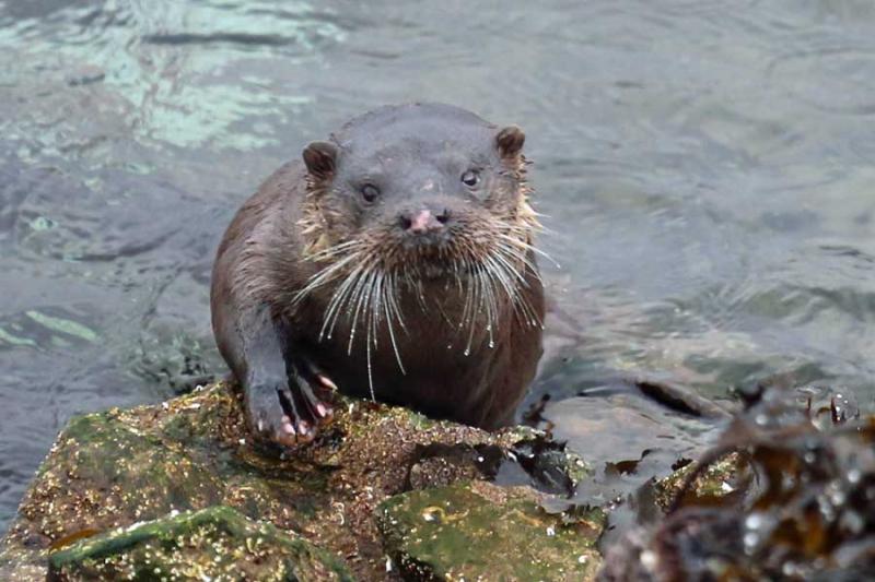 An otter spotted in March 2017 outside The Bright Water Centre in Kyleakin