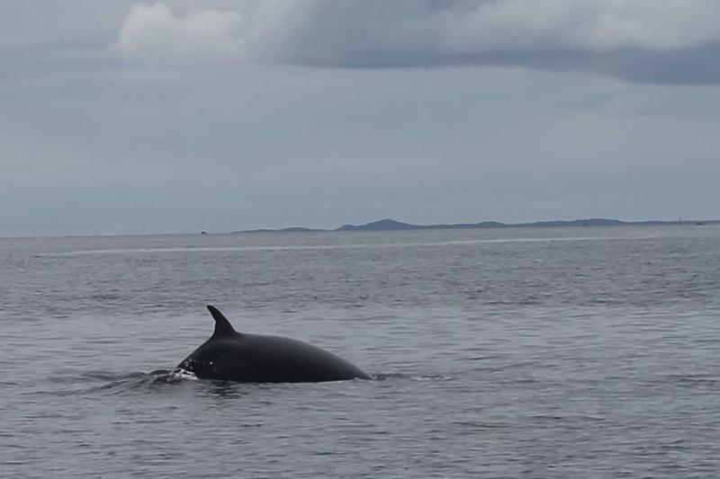 Close encounters with a Minke whale enroute to the Isle of Muck