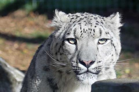 Chan - the male snow leopard