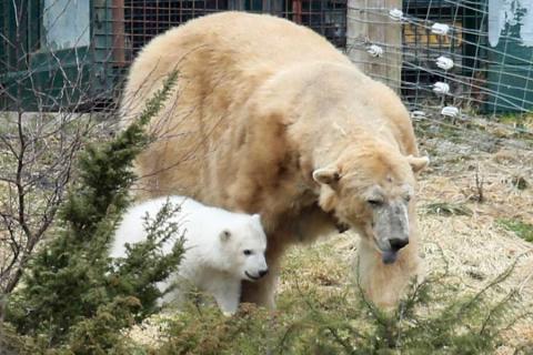 The first polar bear cub born in the UK for 25 years