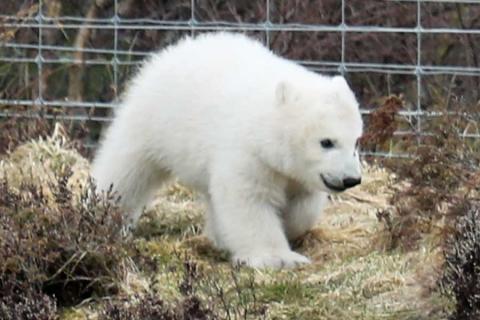 A wee polar bear at The Highland Wildlife Park