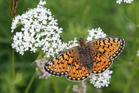 Mingarry Lodges - managing grassland for butterflies