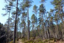 Pine woods at Glengarry