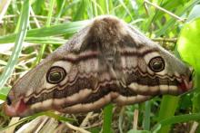 A female emperor moth